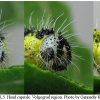 pi brassicae larva5 volg2